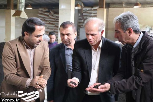 برداشت چای در شفت