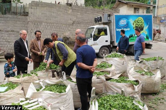 برداشت چای در شفت