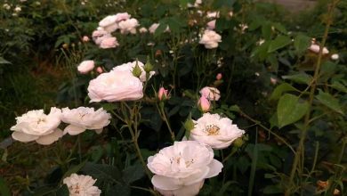 جشنواره گل محمدی و گلاب گیلده