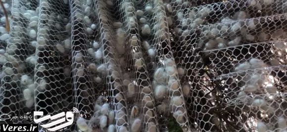 برداشت پیله تر ابریشم