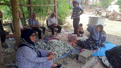 برداشت پیله تر ابریشم