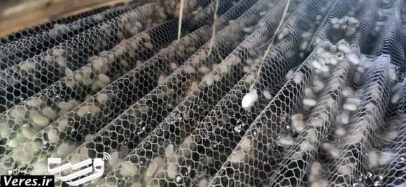 برداشت پیله تر ابریشم